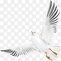 扁平飞翔的白鸽