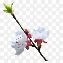 杏花花苞的中国风素材漂浮古风素