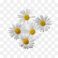 五朵白色菊花