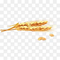 黄金小麦矢量