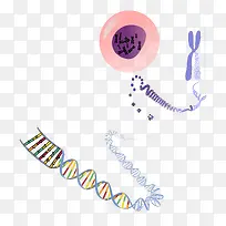 生物遗传结构图