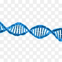 蓝色卡通DNA结构图png