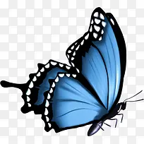 唯美蓝色蝴蝶