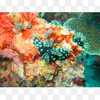 海底珊瑚生物背景