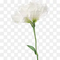 鲜花元素唯美花卉图片  白色花束