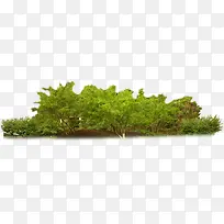 绿色小区景观植物