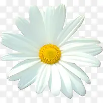 植物花卉素材卡通鲜花 白色精美
