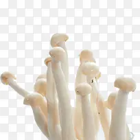 菌菇海鲜菇