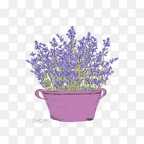 紫色花盆薰衣草素材