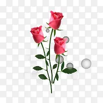 玫瑰花