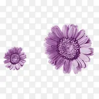 紫色的太阳花