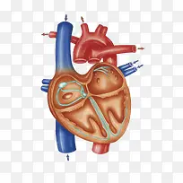 心血管横断面插画