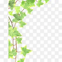 爬山虎植物藤蔓