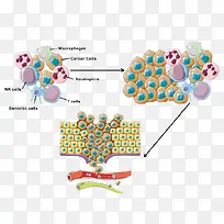 生物免疫细胞功能图示
