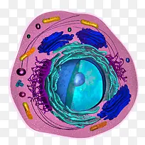 彩色细胞横断面插画