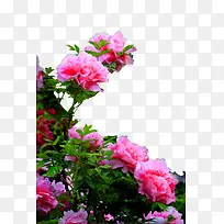 牡丹花红牡丹植物