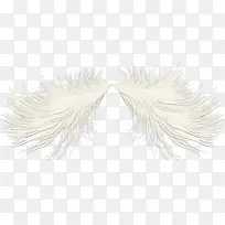 白鸟的羽毛