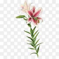 手绘喇叭花素材免抠