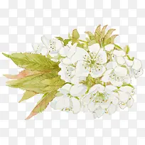 一丛白色花