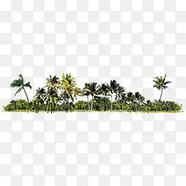海岛绿色椰树丛