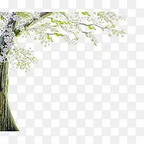 唯美意境白色花朵大树