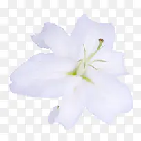 一朵洁白的百合花