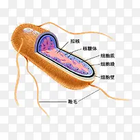 细菌切开图