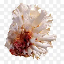 珊瑚海螺