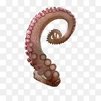 粉色螺旋章鱼触角素材吸盘