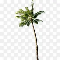 热带树林摄影椰子树