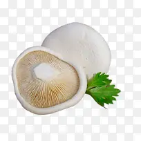 精品白灵菇