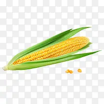 卡通手绘一个玉米