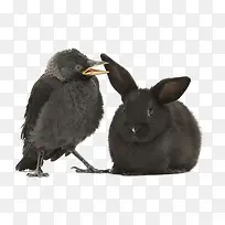 黑灰色乌鸦和兔子