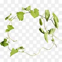 绿叶花圈