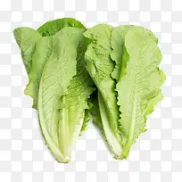 栽培罗马生菜