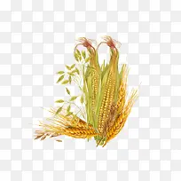 玉米和小麦