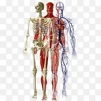 人体骨骼血液图片