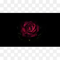 黑暗里的红玫瑰背景图