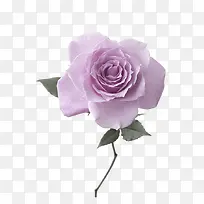 紫色玫瑰花装饰图案