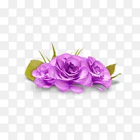 紫色玫瑰花朵