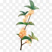 花卉PNG免扣水彩手绘