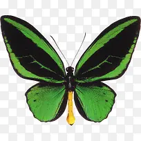 绿色的蝴蝶