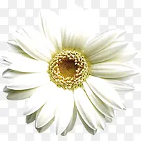 白色唯美完整花朵