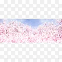 粉色樱花树手绘海报背景