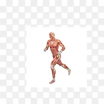 矢量男性人体肌肉组织高清图片