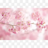 春季粉色盛开樱花海报背景