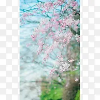 春天的粉色樱花海报背景