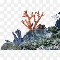 海底珊瑚装饰图案