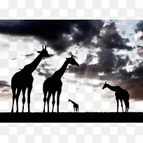 美丽的非洲草原动物剪影