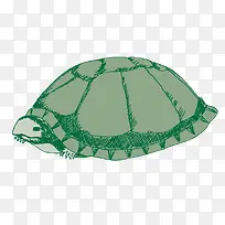 矢量海龟素材